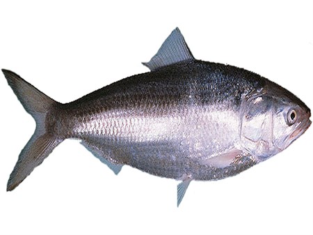 Fisk Hilsa 1000-1200 g x 20 kg