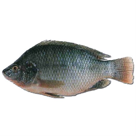 Fisk Tilapia 750-950 g x 10 kg