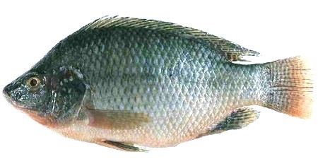 Fisk &amp; Skaldjur