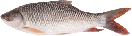 FTS Fisk Rohu 2 kg up 20 kg