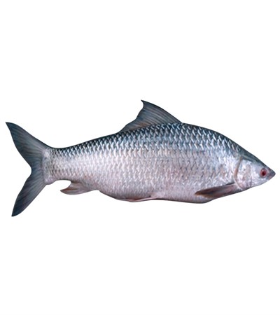FTS Fisk Mrigal 2 Kg up 20 Kg
