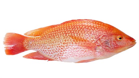 Fisk röd tilapia 700-900 g x 4 kg