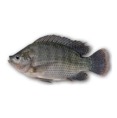 Fisk Svarttilapia 500/800 10kg